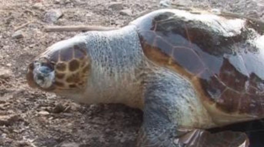 Marmaris&rsquo;te &ouml;ld&uuml;r&uuml;lm&uuml;ş deniz kaplumbağası bulundu