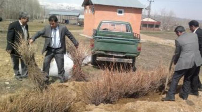 Bing&ouml;l'de &uuml;z&uuml;m bah&ccedil;eleri kuruluyor