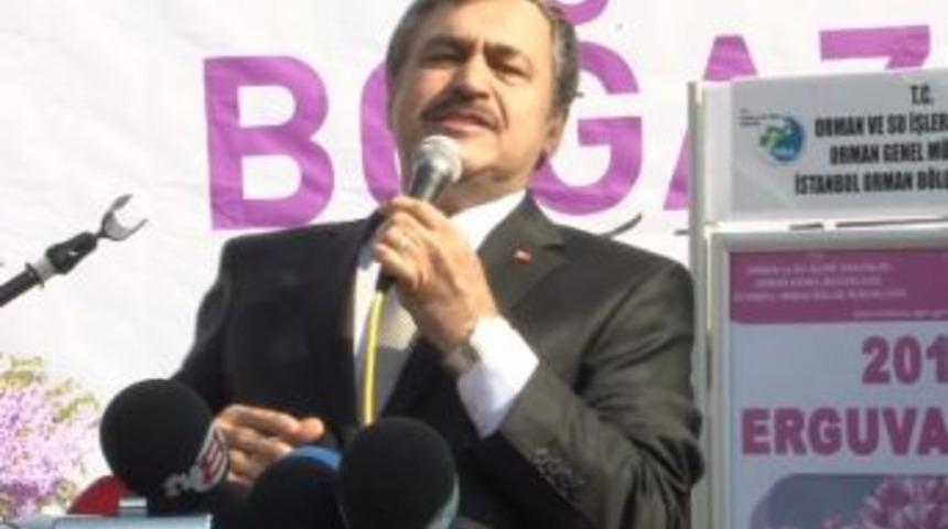 Üsküdar'da 5 bin erguvan fidanı dağıtıldı