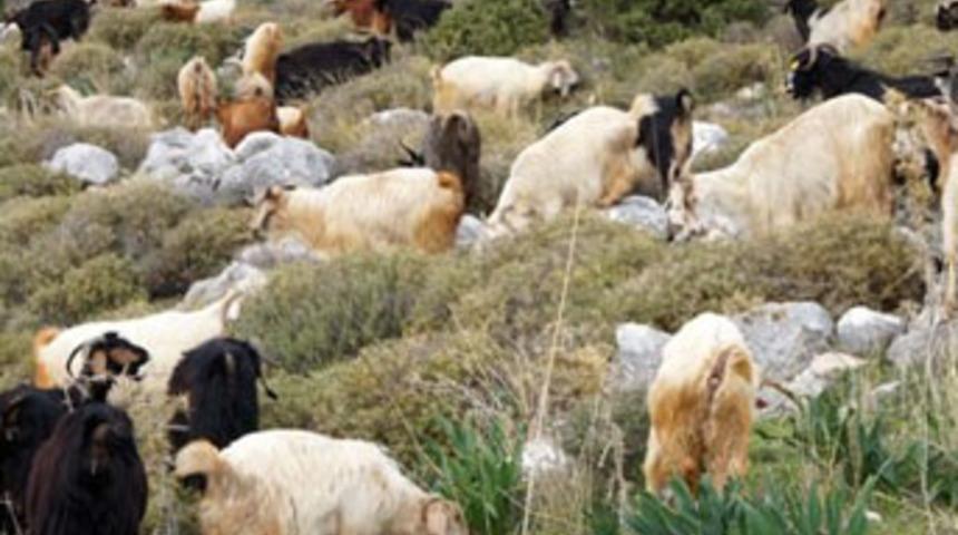 Marmaris'ta 'ke&ccedil;ileri ka&ccedil;ırtan' yasak