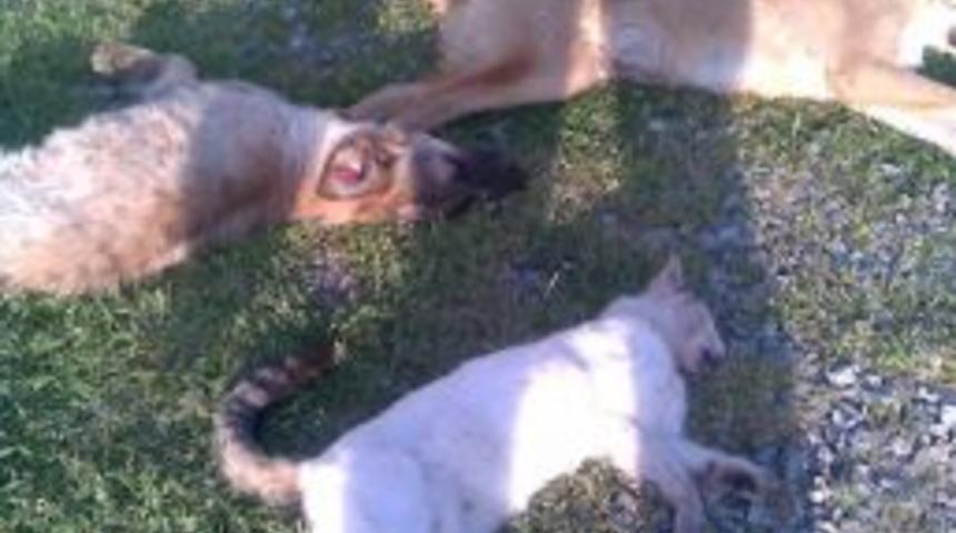 G&uuml;zel &ccedil;amlıda hayvan katliamı