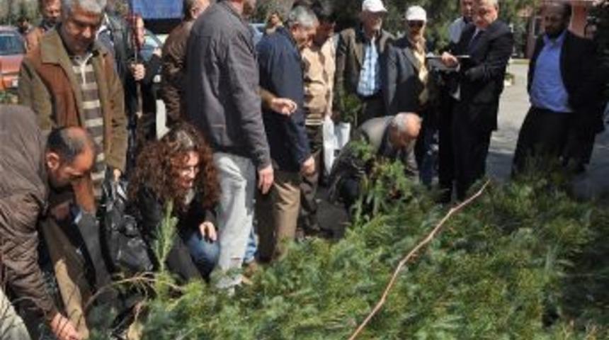 Daha yeşil bir Ey&uuml;p i&ccedil;in 10 bin &ccedil;am fidanı dağıtıldı