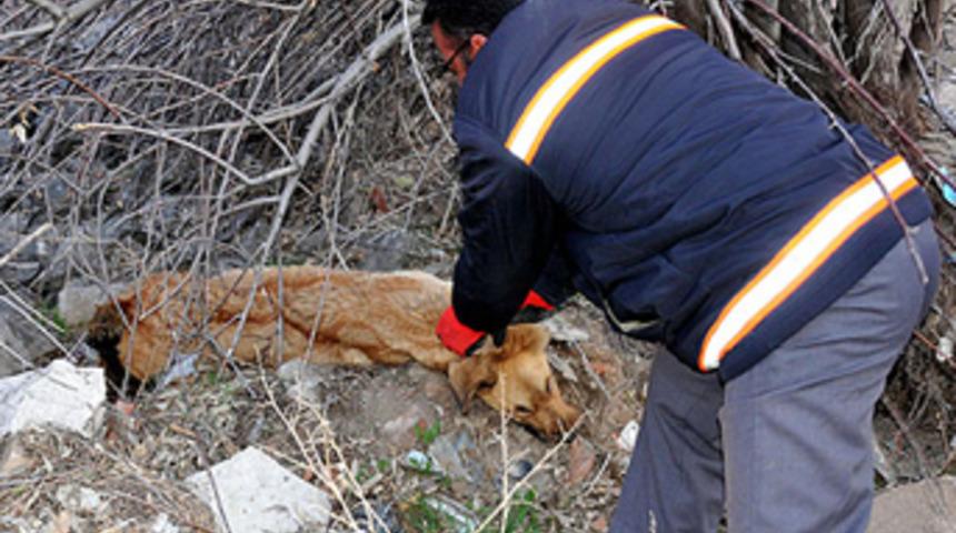 Hamile k&ouml;pek d&ouml;v&uuml;lerek &ouml;ld&uuml;r&uuml;ld&uuml;