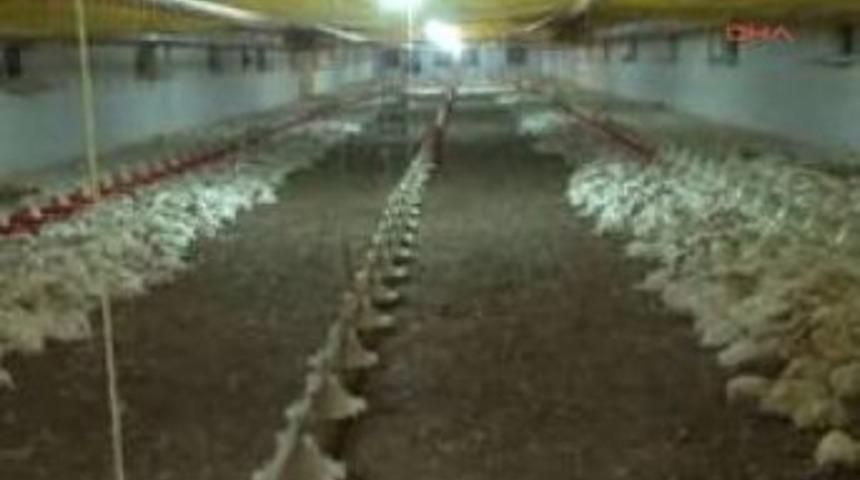 20 bin tavuk telef oldu