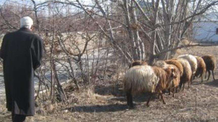 Kağızman&rsquo;da koyunlar yayılmaya başladı