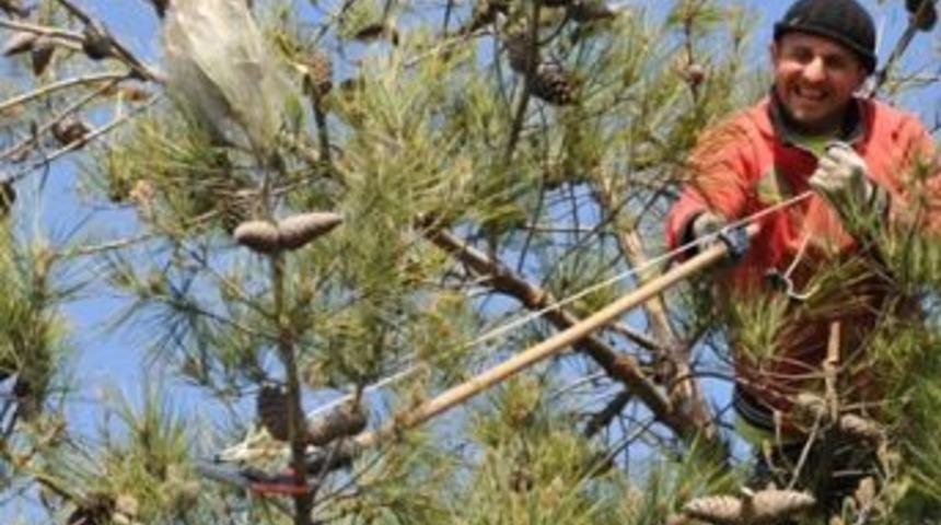 Başiskele&rsquo;de ağa&ccedil;lar budanıyor