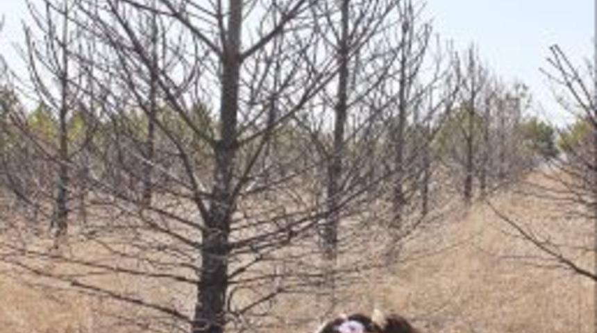 &Ouml;ğrenciler Yanan Ormanı Yeniden Canlandırdı