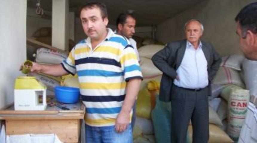 Fındık fiyatlarının d&uuml;şmesi t&uuml;ccarı kara kara d&uuml;ş&uuml;nd&uuml;r&uuml;yor