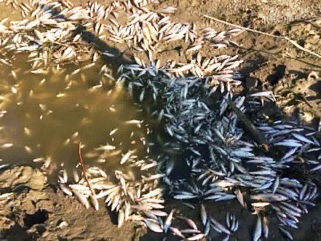 Sakarya Nehri'nde balık ölümleri