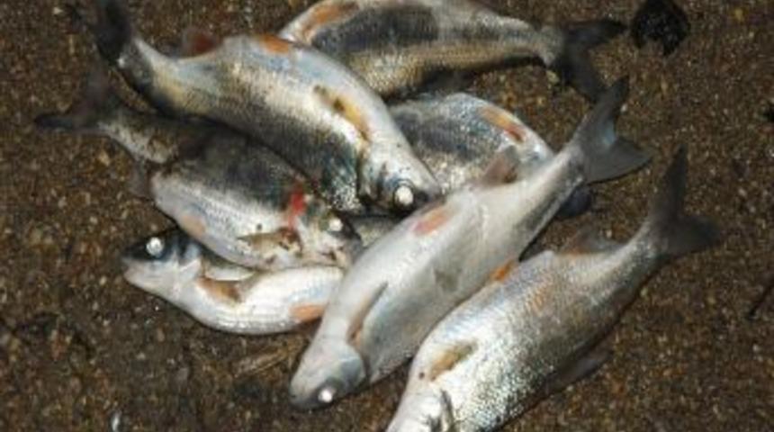 &Ccedil;ine &Ccedil;ayında Balık Katliamı Devam Ediyor