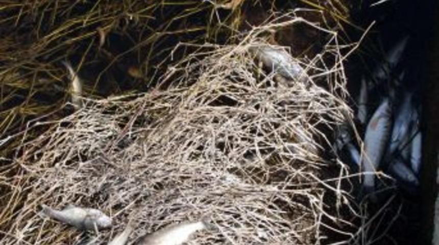 G&uuml;n Işıkları Katliamın Boyutunu G&ouml;zler &Ouml;n&uuml;ne Serdi