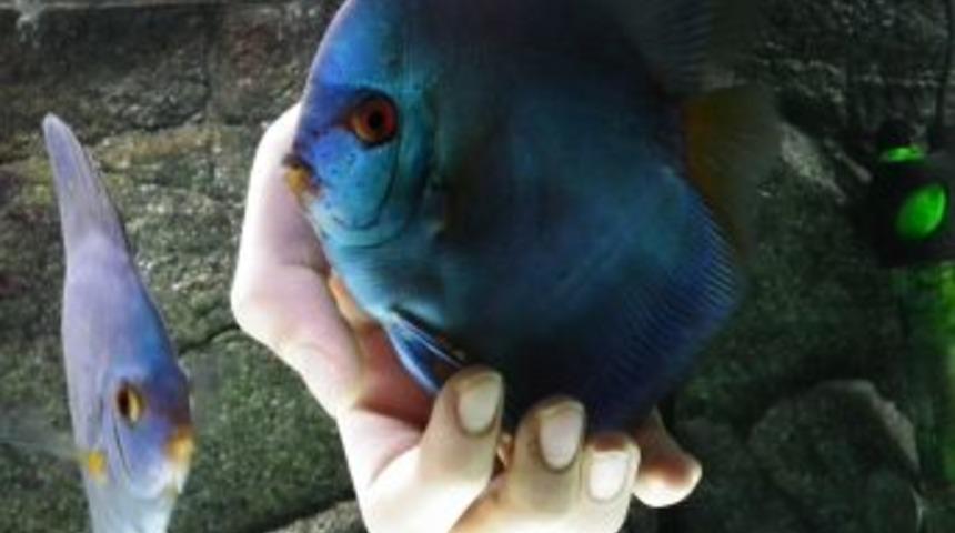 Bu balıklar kendini kedi gibi sevdiriyor
