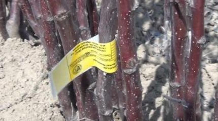 Uzmanından fidan ve fidan dikim uyarıları