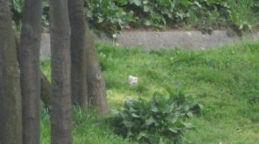 Yeşil alanda bulunan bomba, etkisiz hale getirildi