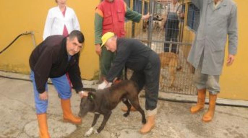 &Ccedil;orlu'da hayvanlar aşılanacak