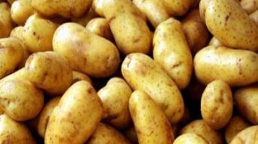 Mutlaka sertifikalı patates tohumluğu