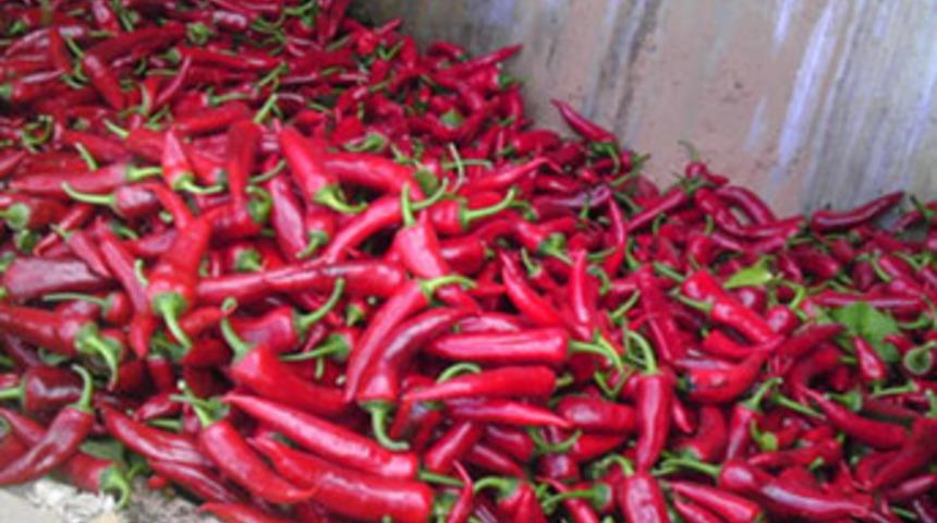 2 ton biber imha edildi