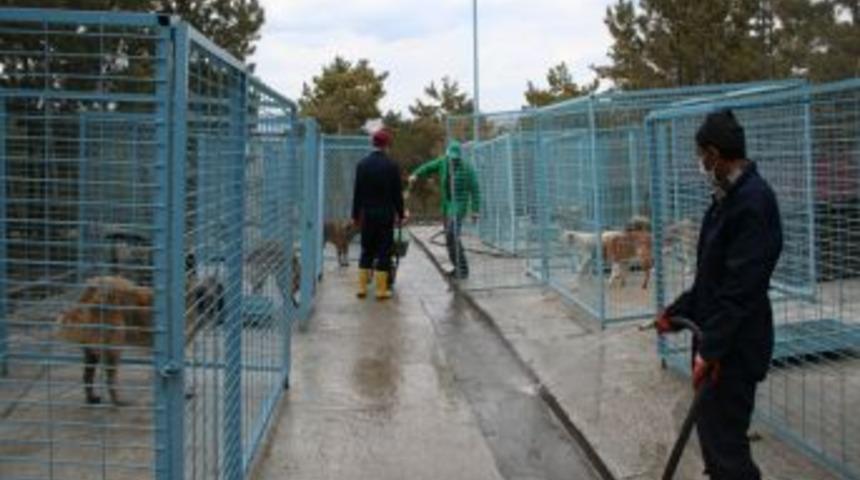 Belediye: K&ouml;pek &ouml;ld&uuml;r&uuml;lmesiyle ilgimiz yok