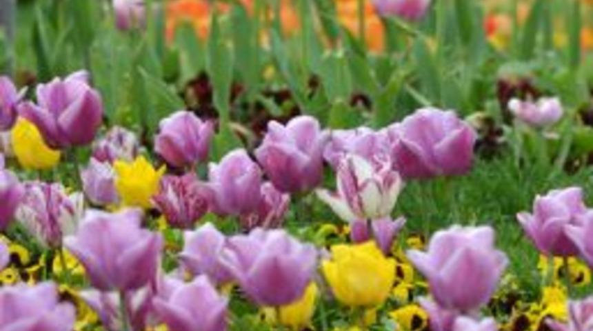 15&rsquo;inci &lsquo;Uluslararası Bayındır &Ccedil;i&ccedil;ek Festivali&rsquo;nin hazırlıkları s&uuml;r&uuml;yor