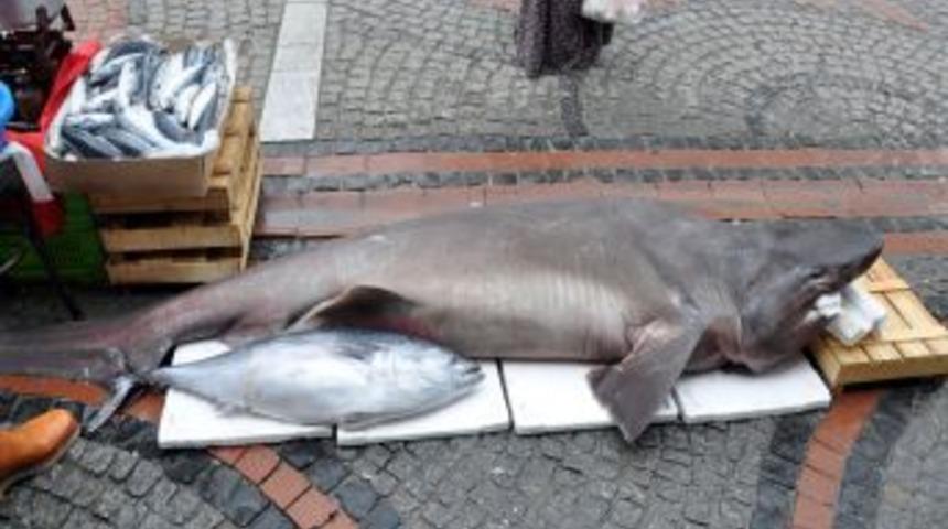 Pazara getirilen k&ouml;pek balığı yoğun ilgi g&ouml;rd&uuml;