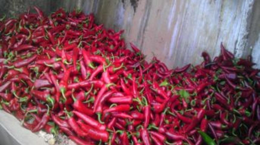 İla&ccedil; kalıntısı olan 2 ton biber imha edildi