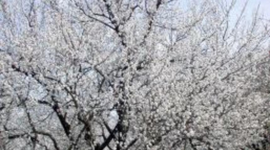 Kayısı bah&ccedil;eleri beyaza b&uuml;r&uuml;nd&uuml;