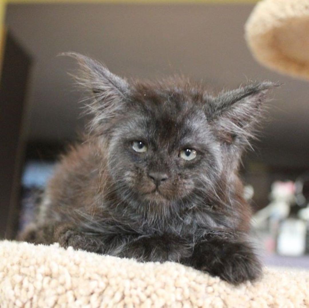 İnternetin son fenomeni: İnsan y&uuml;zl&uuml; kedi Valkyrie 