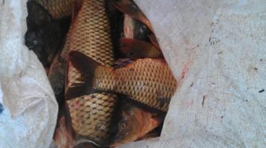 Av yasağı başladı, Jandarma, 565 kilo ka&ccedil;ak avlanmış balık ele ge&ccedil;irdi