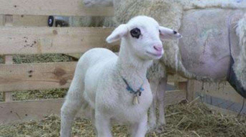 Klon koyun &lsquo;Oyalı&rsquo; &ouml;ld&uuml;