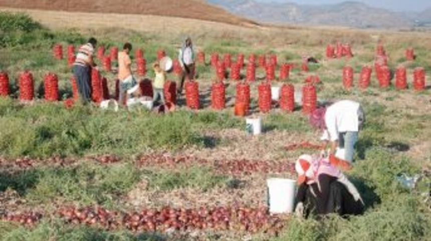 Yerk&ouml;y'de ekili alanlarda sulama işlemi başladı