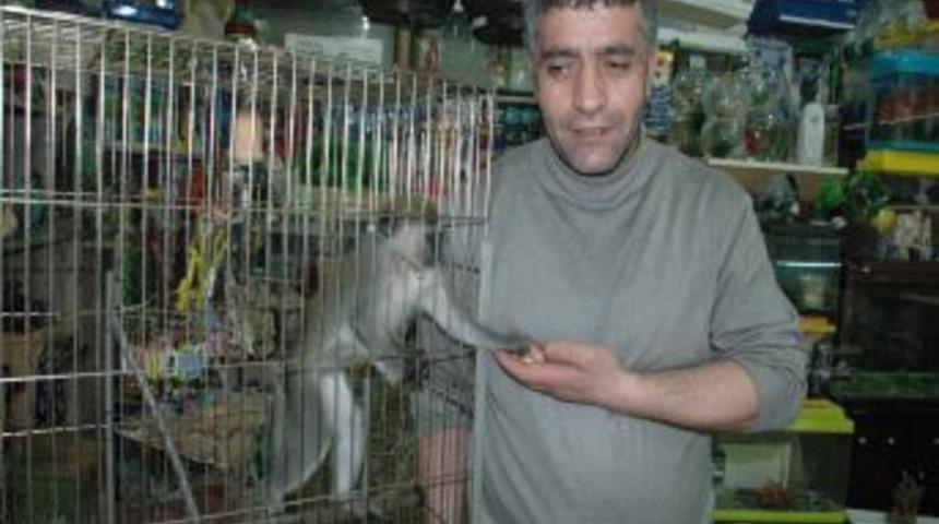 Afrika&rsquo;dan Muş'a getirilen maymun ilgi odağı oldu