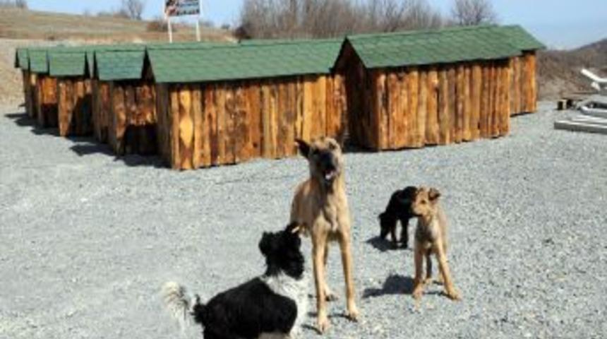 Modern barınak bitmeden hayvanlar yerleşti