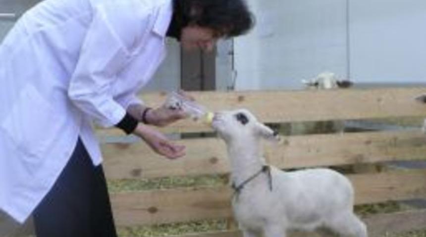 T&uuml;rkiye&rsquo;nin ilk kopya koyunu &lsquo;Oyalı&rsquo; &ouml;ld&uuml;