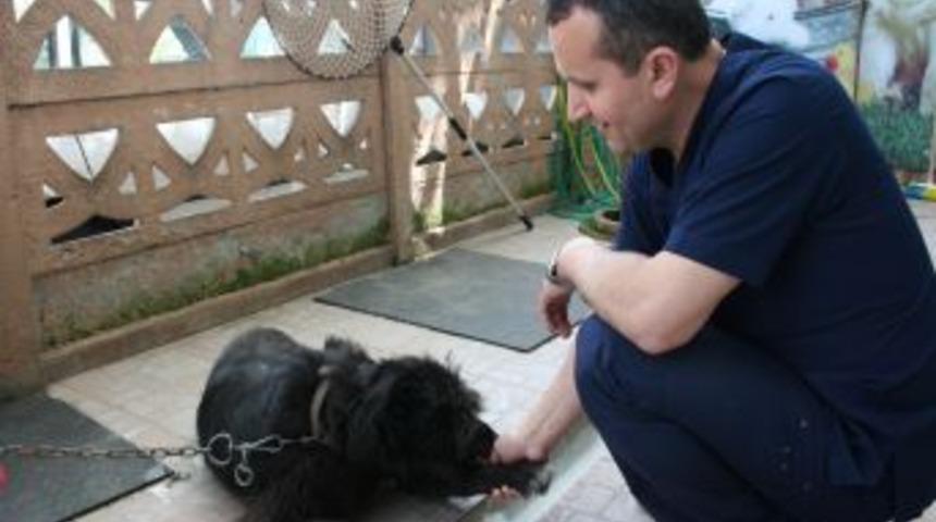 Veterinerde kalan k&ouml;peğe sahip aranıyor