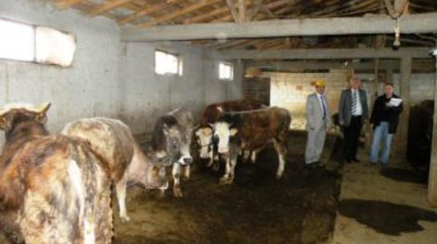 Bakanlık, havanları g&ouml;z damlası ile aşılamaya başladı