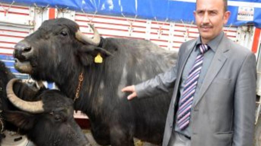 Ana&ccedil; manda sayısı 5 bine &ccedil;ıkarılacak, patentli kaymak &uuml;retimi yapılacak