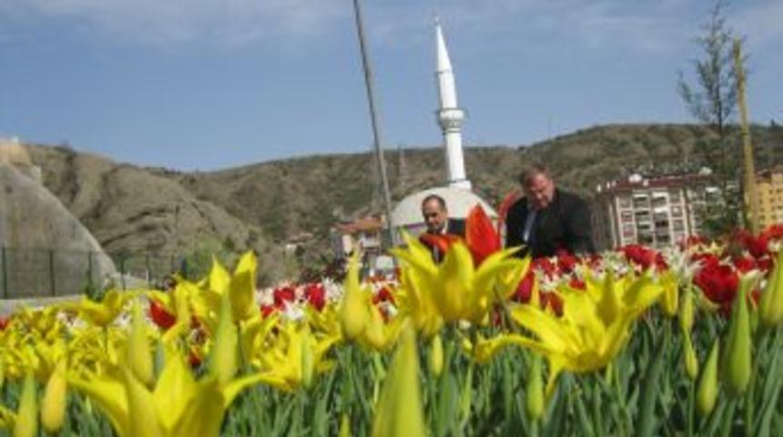 İskilip, lale şehri oldu