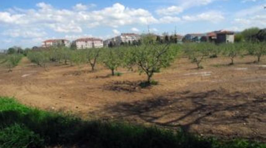 40 d&ouml;n&uuml;m arboretum oluyor