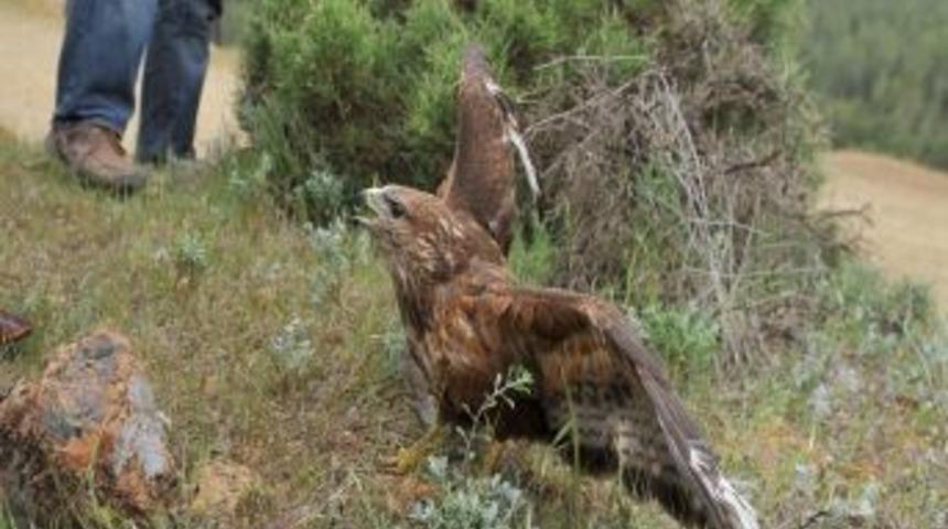 Yırtıcı şahinler, tedavileri tamamlanarak doğal ortama geri d&ouml;nd&uuml;r&uuml;ld&uuml;