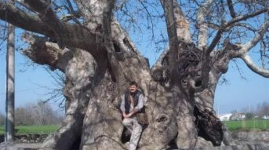 Manyas'taki bin 300 yıllık çınar ilgi bekliyor