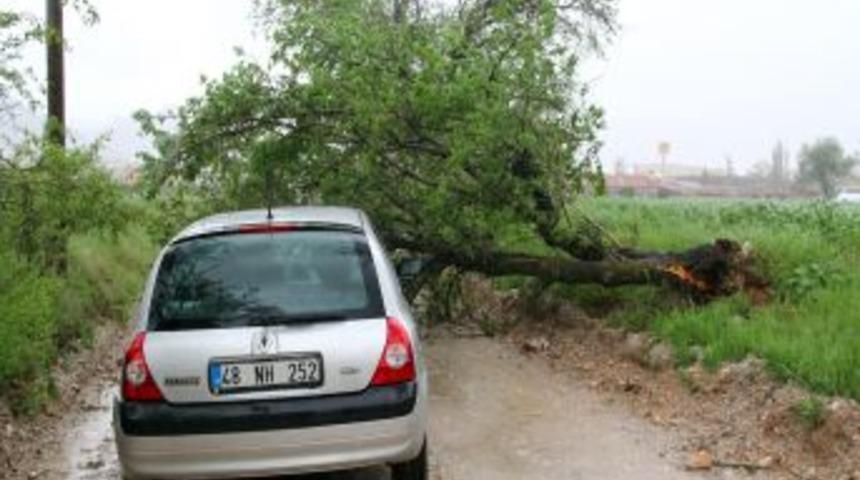 Muğla&rsquo;da fırtına ağa&ccedil;ları devirdi