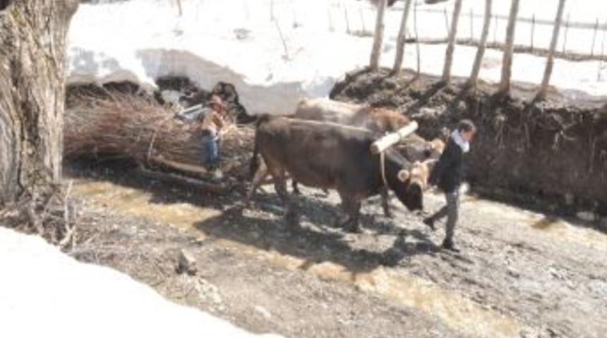 Yem t&uuml;kenince, k&ouml;yl&uuml;ler hayvanlarını kavak ağacı yaprağıyla besledi