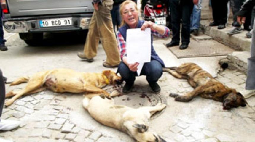 Ayvalık'da k&ouml;pek katliamı