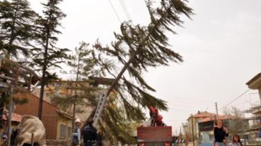 Fırtına 52 yıllık &ccedil;am ağacını devirdi