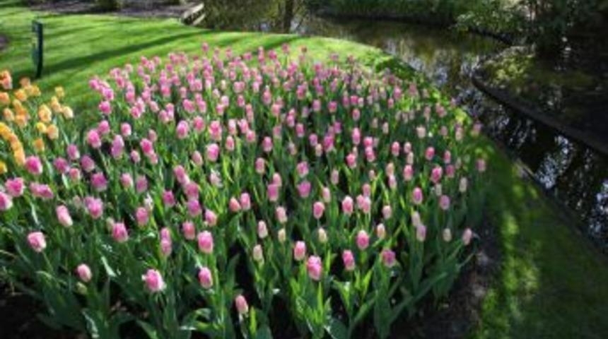 G&uuml;l'&uuml;n objektifinden lale bah&ccedil;esi