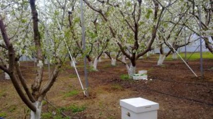 Kiraz da &ouml;rt&uuml; altına girdi