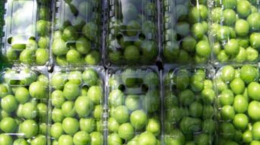 Erik &Uuml;reticinin Y&uuml;z&uuml;n&uuml; G&uuml;ld&uuml;rd&uuml;