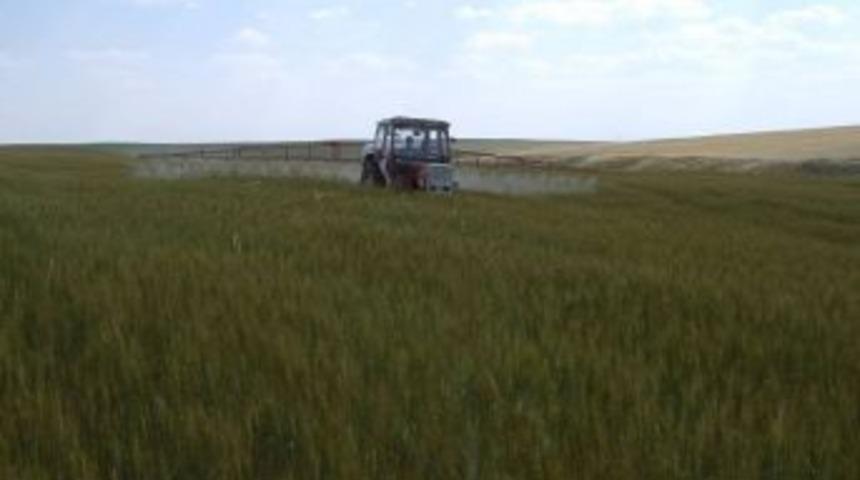 Hububatta yabancı ot ve elmada yaprak büken mücadelesi başladı