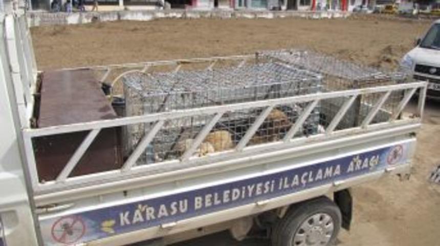 K&ouml;peklerin saldırısına uğrayan kadın yaralandı