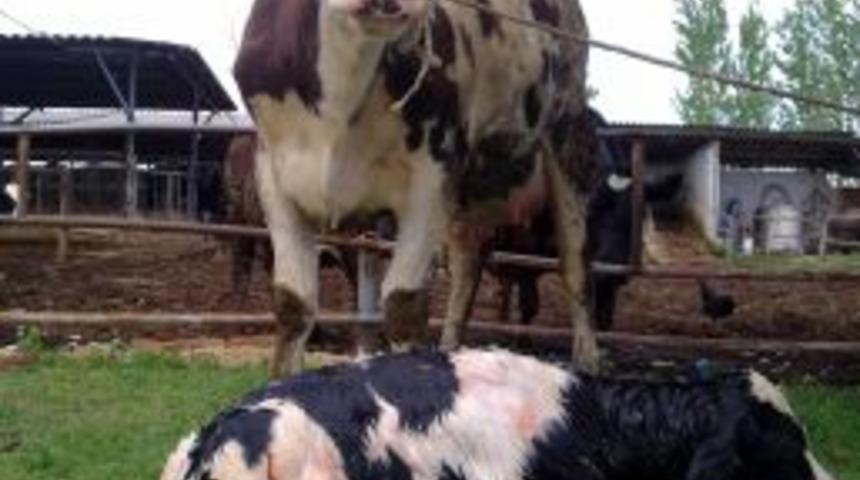 Embriyo Nakli Yapılan D&uuml;ve Doğurdu